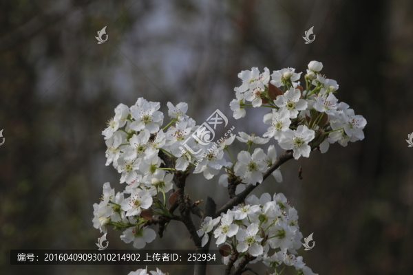 梨花
