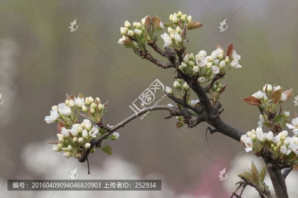 梨樹花開