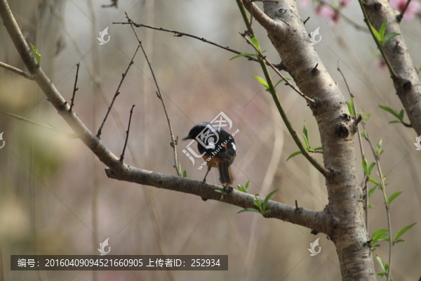 樹上小鳥