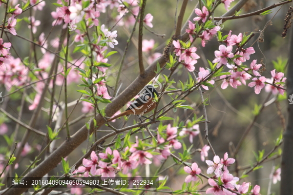 桃花與小鳥