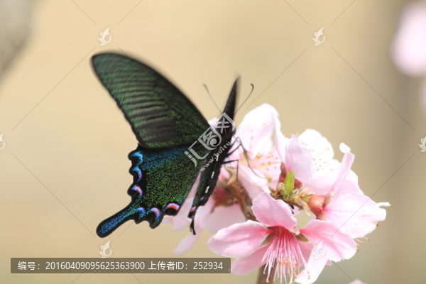 蝶戀花