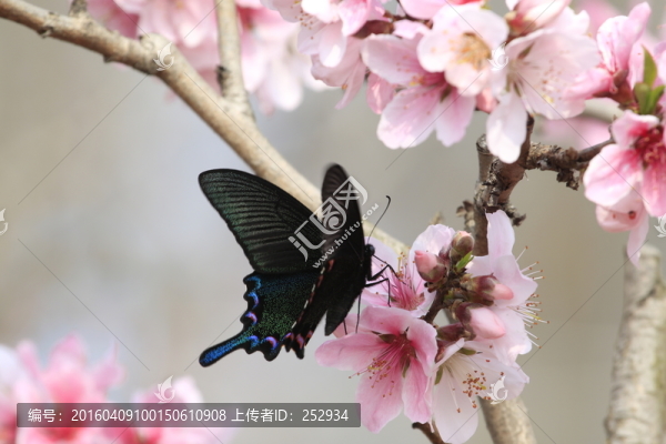 蝴蝶與桃花