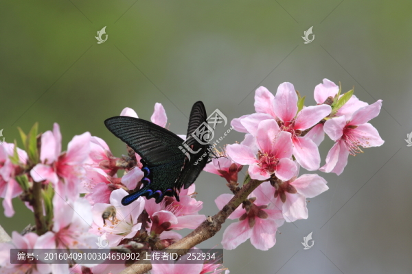 蝶戀花