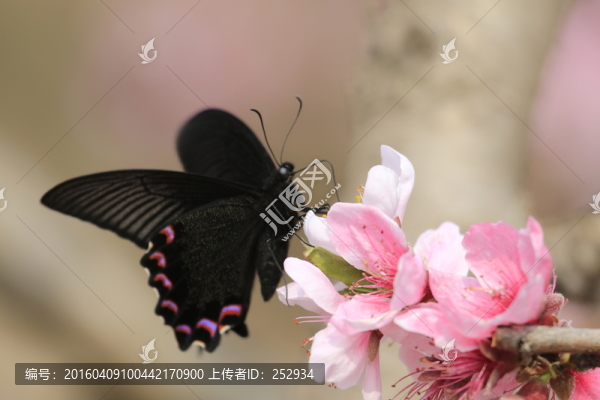 蝶戀花