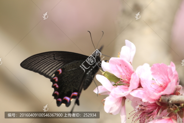 蝶戀花