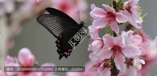 蝶戀花