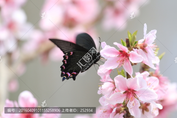 蝶戀花