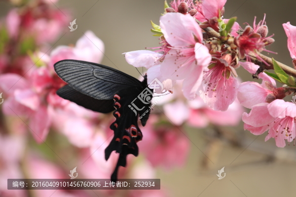 蝶戀花