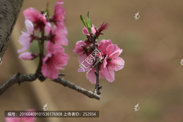 桃花