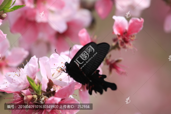 蝶戀花