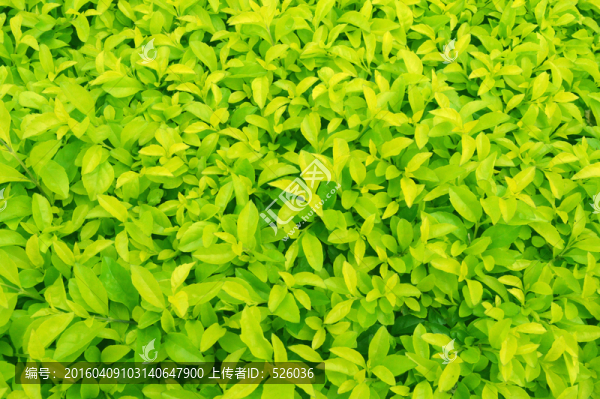 植物背景
