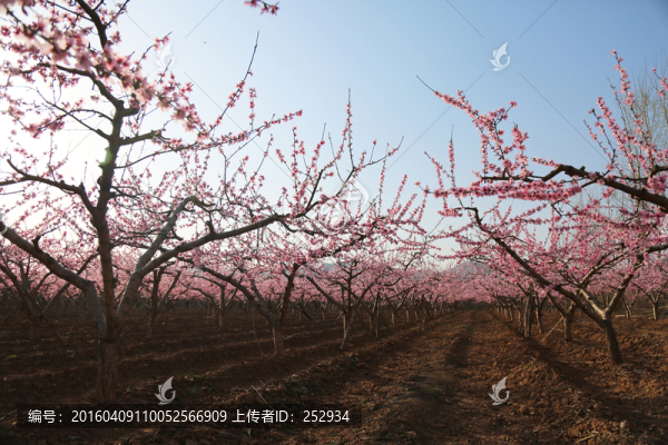 桃園春光