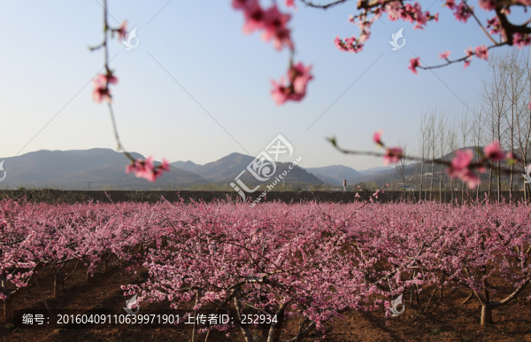 春光滿園