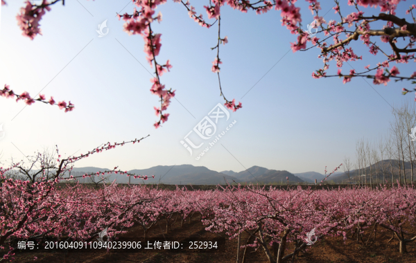 滿園春光