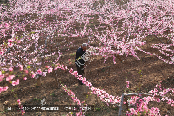 花間老人