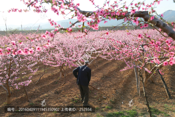桃園老人