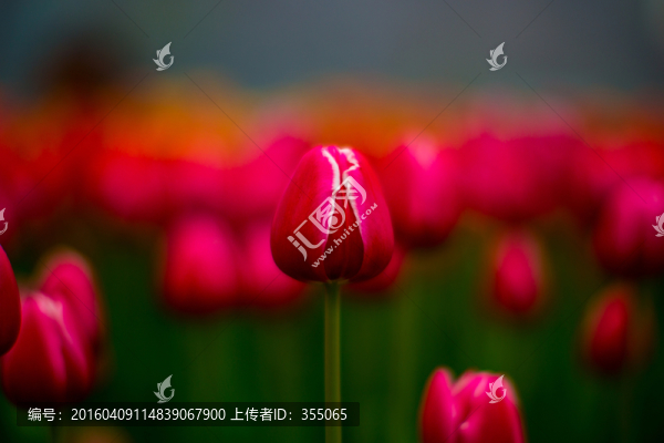 郁金香