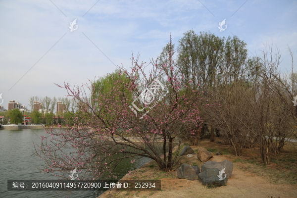 湖邊桃花