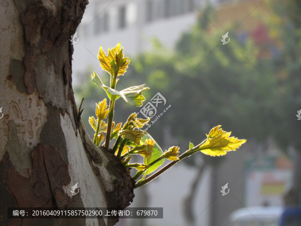 梧桐樹嫩葉
