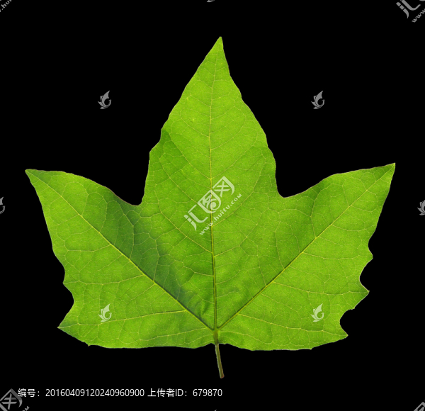 梧桐葉