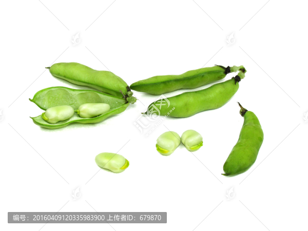 新鮮蠶豆