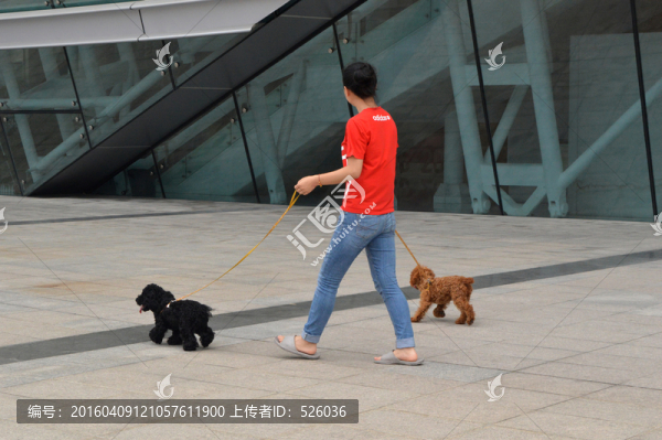溜狗,女人與狗