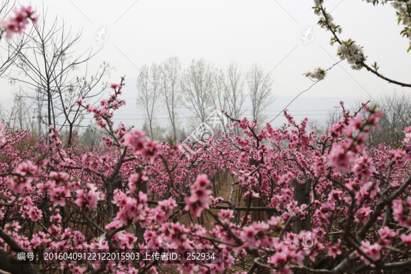桃園風(fēng)景