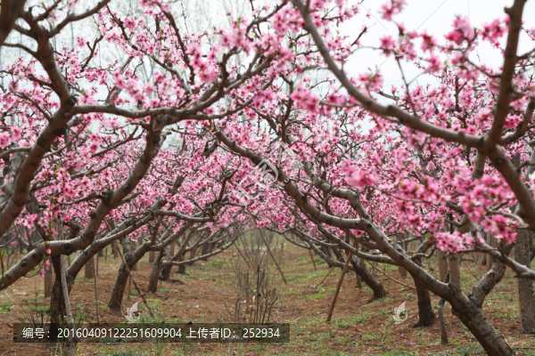 桃花兒開