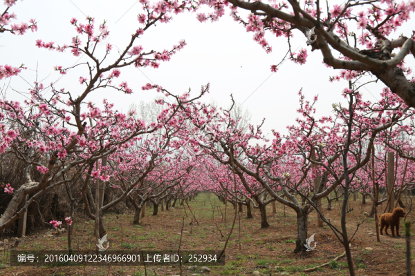 春色滿(mǎn)園