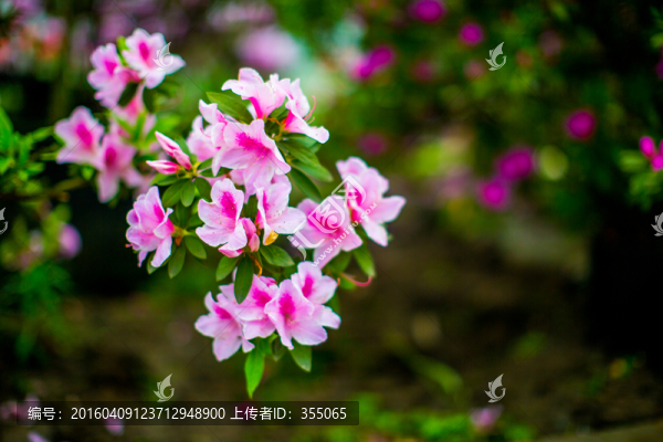 花舞人間