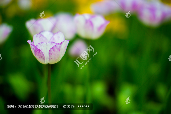 郁金香