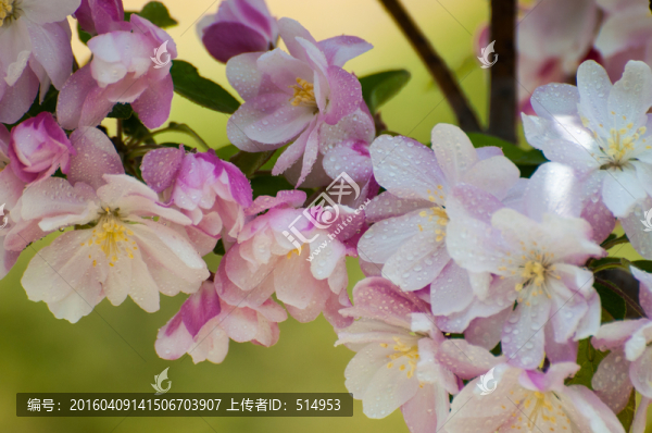 海棠花