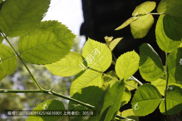 春在枝頭