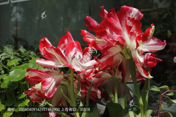 盛開的鮮花