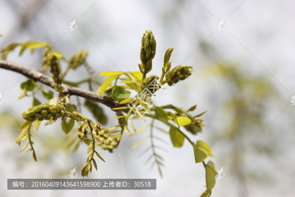 春在枝頭