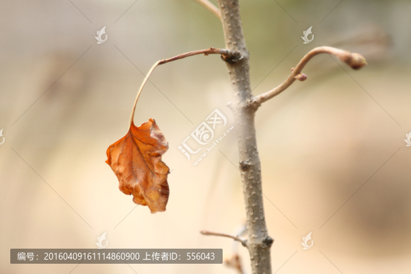 枯葉