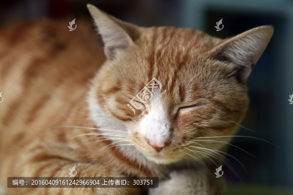 貓