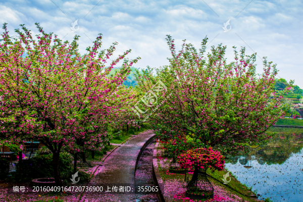 櫻花
