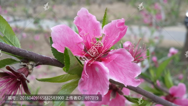 人面桃花