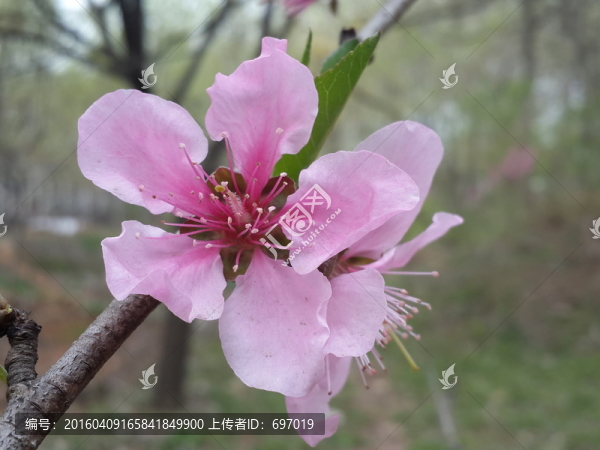人面桃花