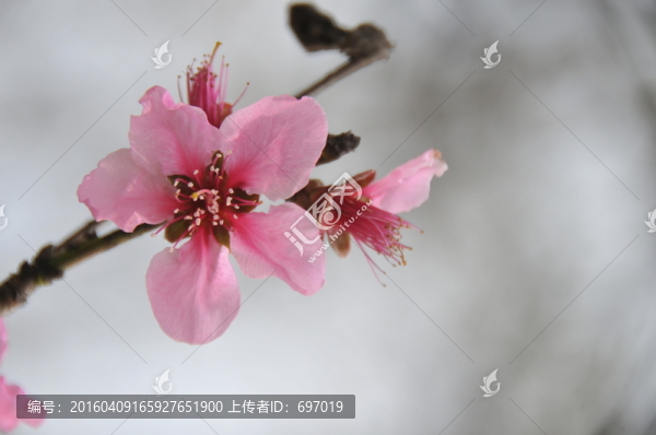 人面桃花