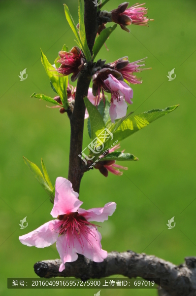 人面桃花