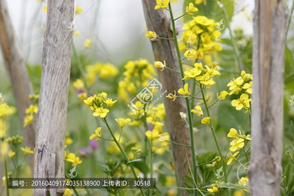 故鄉(xiāng)的油菜花