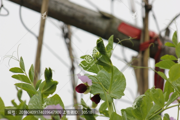 故鄉(xiāng)的菜園