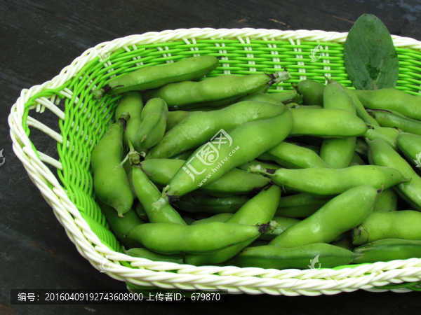 新鮮蠶豆