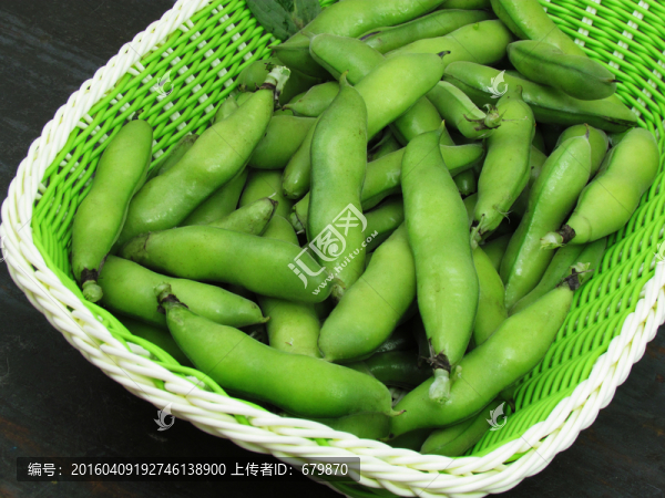 新鮮蠶豆