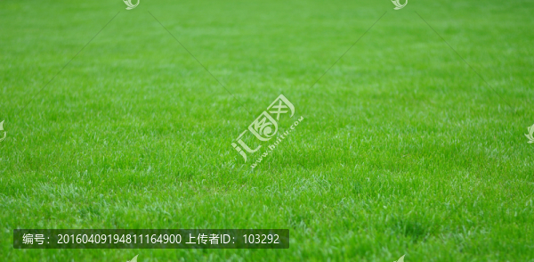 綠色草坪