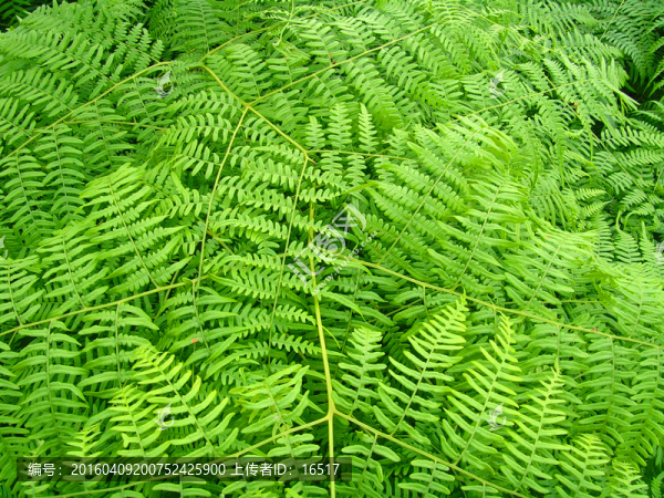 蕨,蕨類(lèi)植物