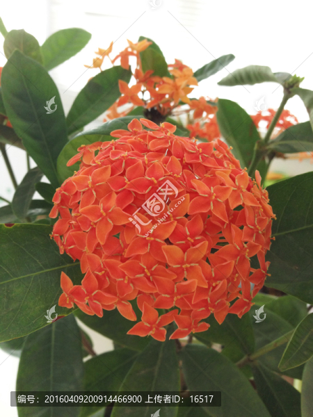 龍船花