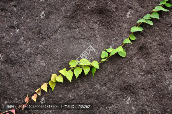 爬山虎